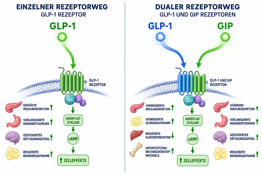 Mounjaro vs. Wegovy: Tirzepatid als Dual-Agonist – Warum der duale Wirkmechanismus entscheidend ist GLP-1 und GIP Dual-Agonist Wirkmechanismus Tirzepatid Illustration