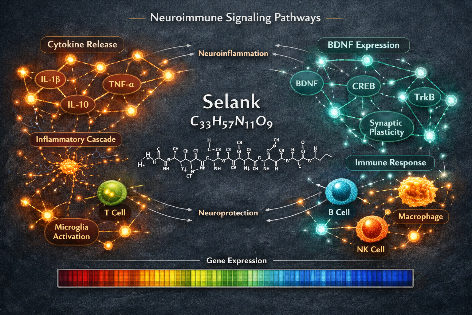 Anxiety-Related Pathways: How Selank Interacts with GABA and Beyond