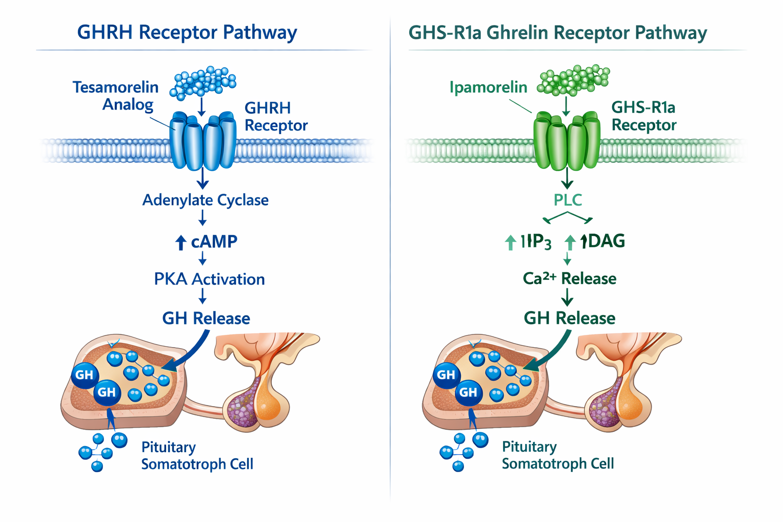 Distinct Receptor Targets: The Foundation of Synergy