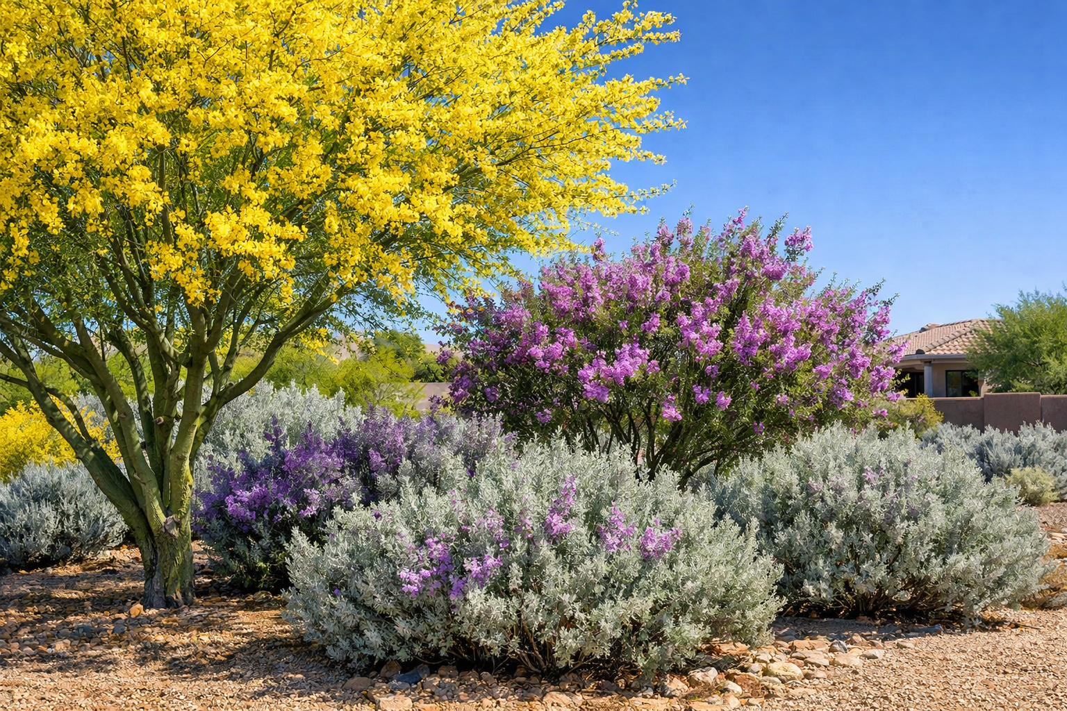 Drought-Tolerant Trees for Arizona Shade and Structure