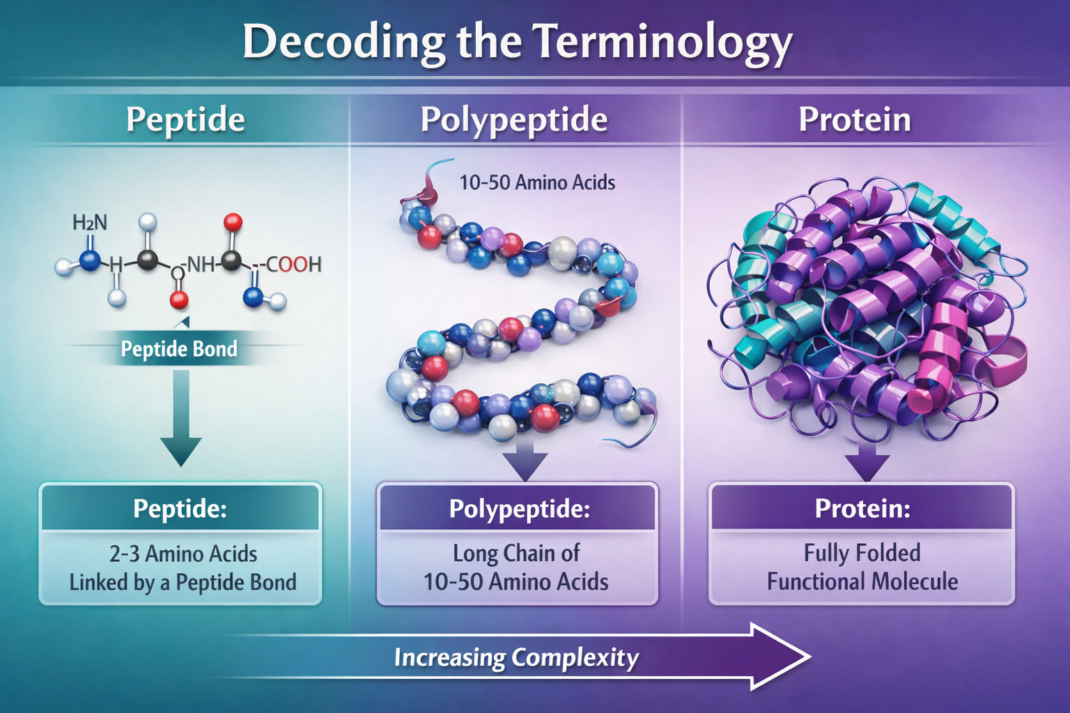 Decoding the Terminology: Peptide, Polypeptide, and Protein