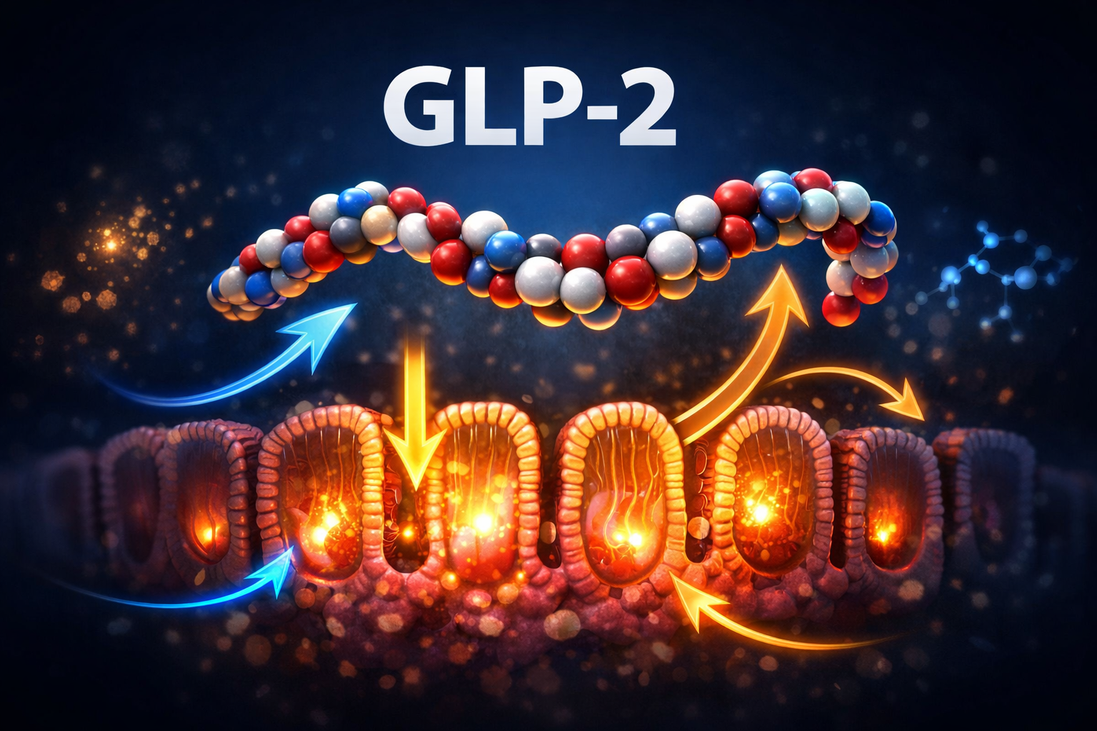 Editorial () showing a detailed scientific illustration of a 33-amino acid peptide chain labeled 'GLP-2' in white text (5