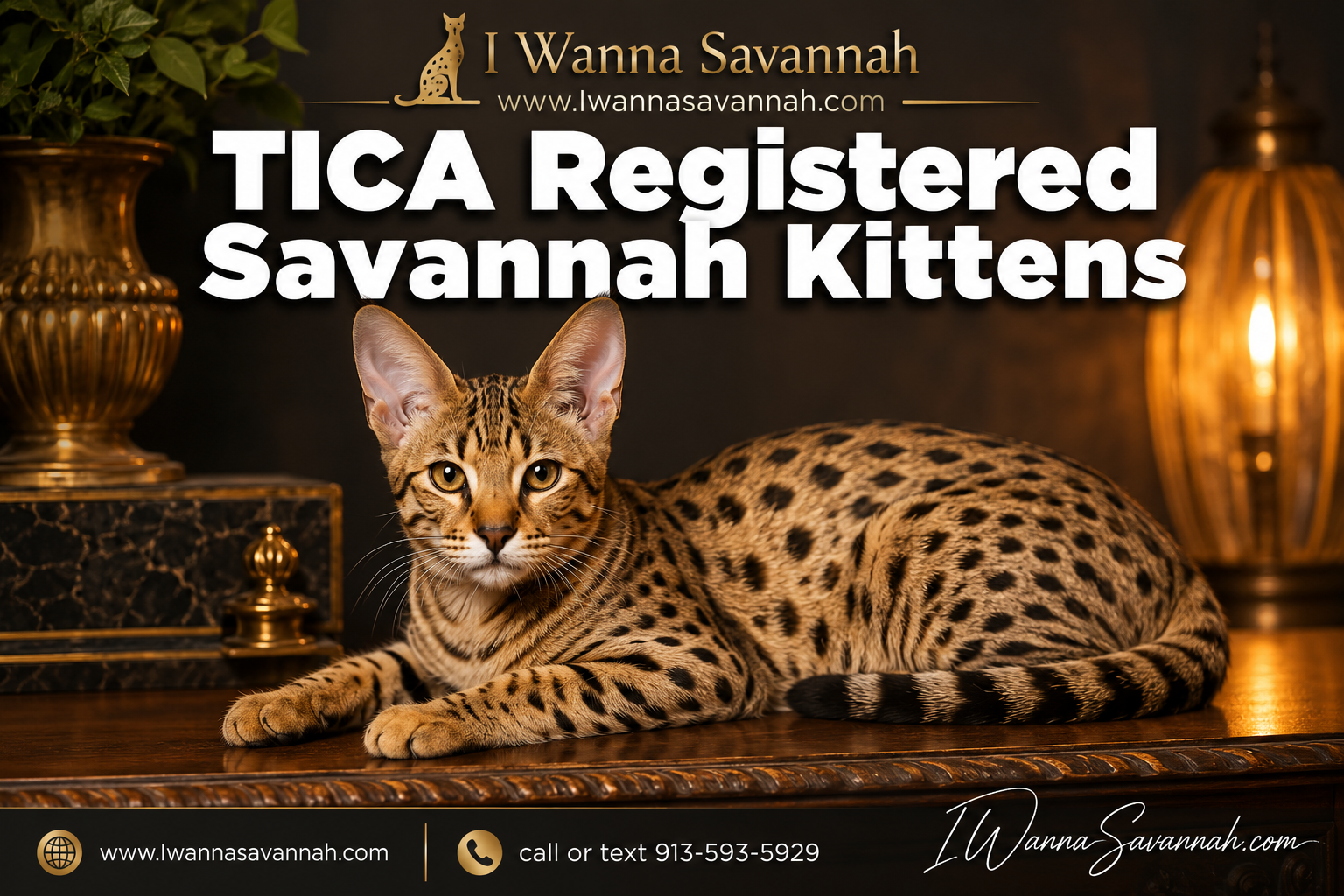 Professional () hero image with : 'TICA Registered Savannah Kittens' in extra large white with deep effect, centered upper