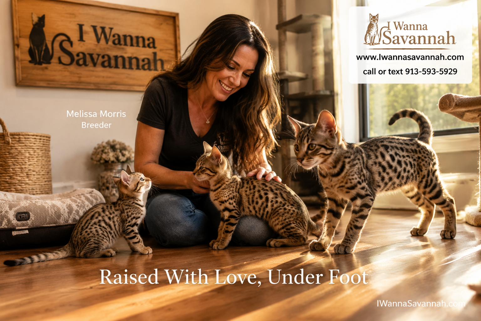 Why I Wanna Savannah Is Considered One of the Best Savannah Cat Breeders in the USA