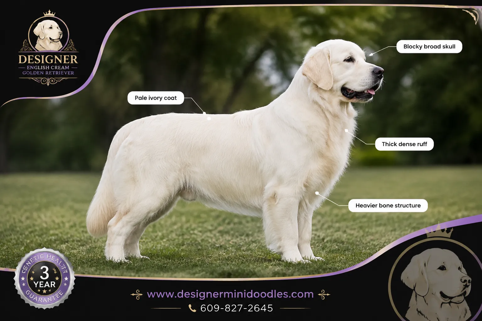english cream golden retriever breeders Georgia