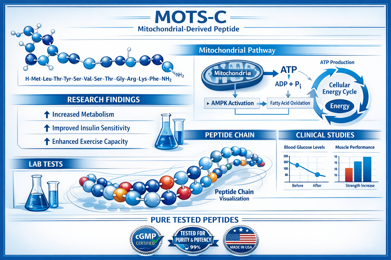 Scientific infographic showing MOTS-C molecular structure with amino acid sequence, mitochondrial pathway diagram, cellular energy productio