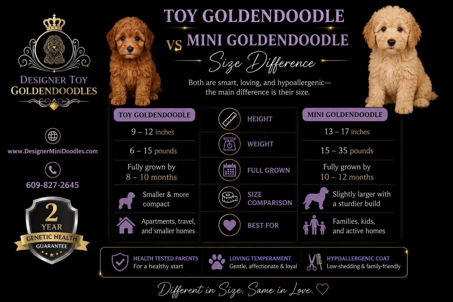 Toy Goldendoodle adult size
