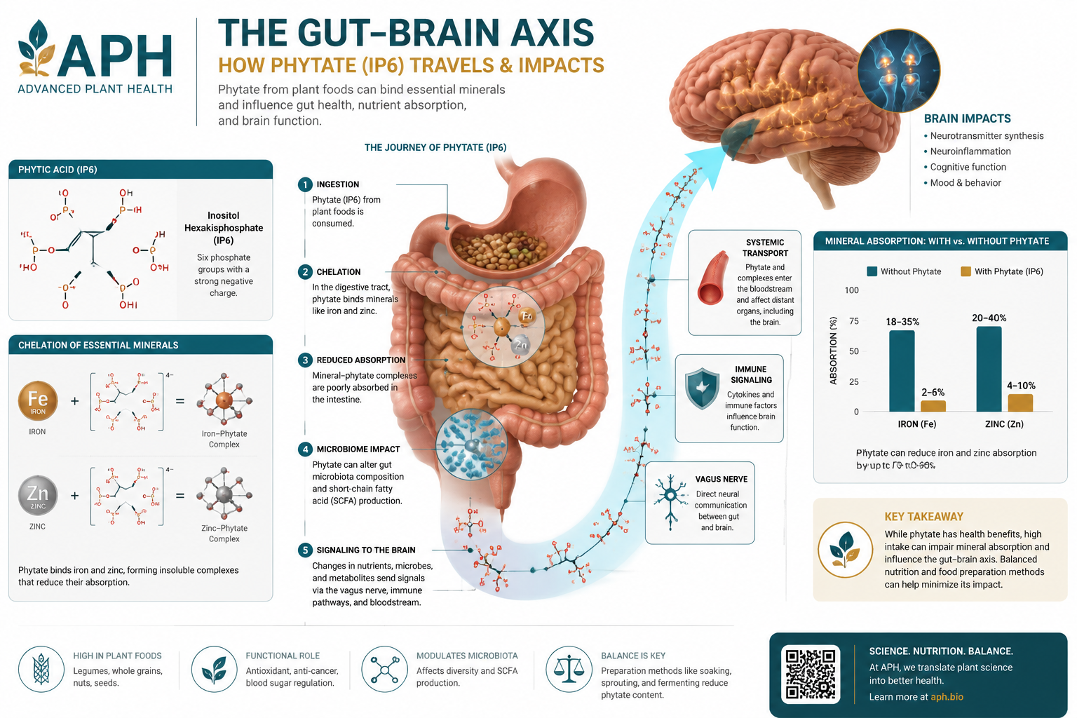 Detailed () editorial illustration showing a cross-section diagram of the human gut-brain axis with labeled arrows