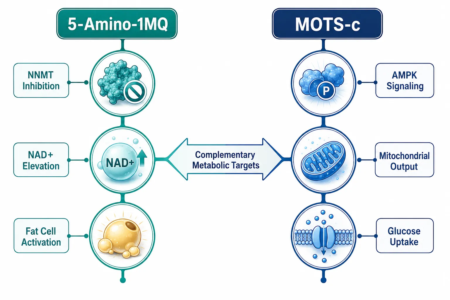 The Distinct Mechanisms Behind Each Compound