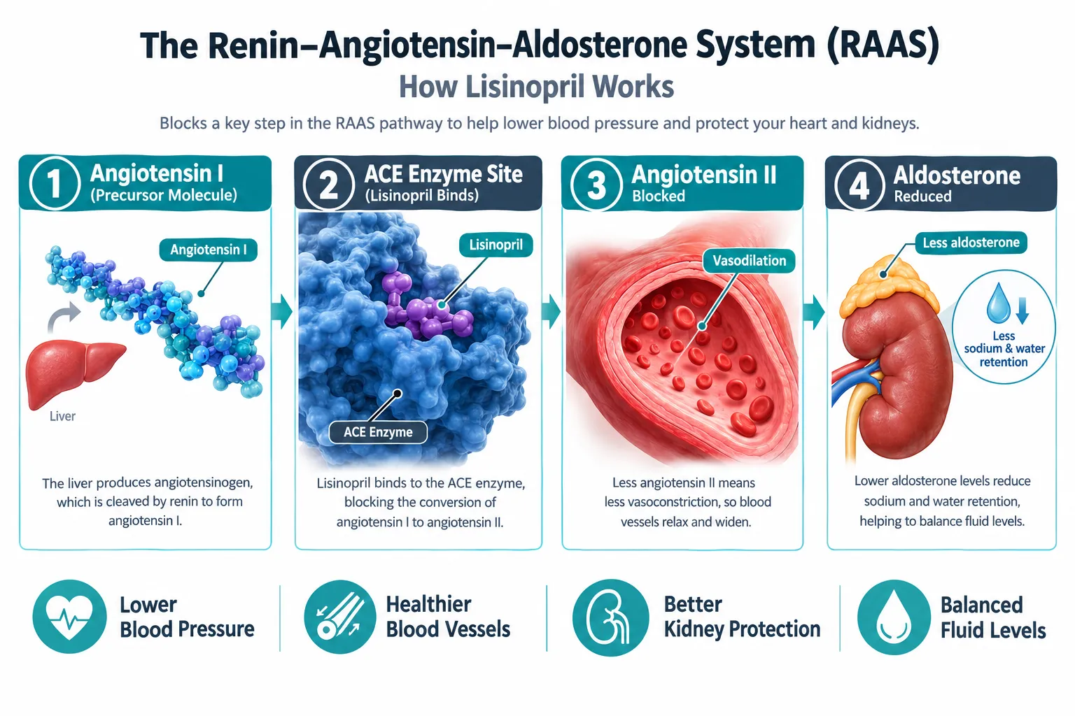 How the ACE Pathway Controls Blood Pressure and Renal Readouts
