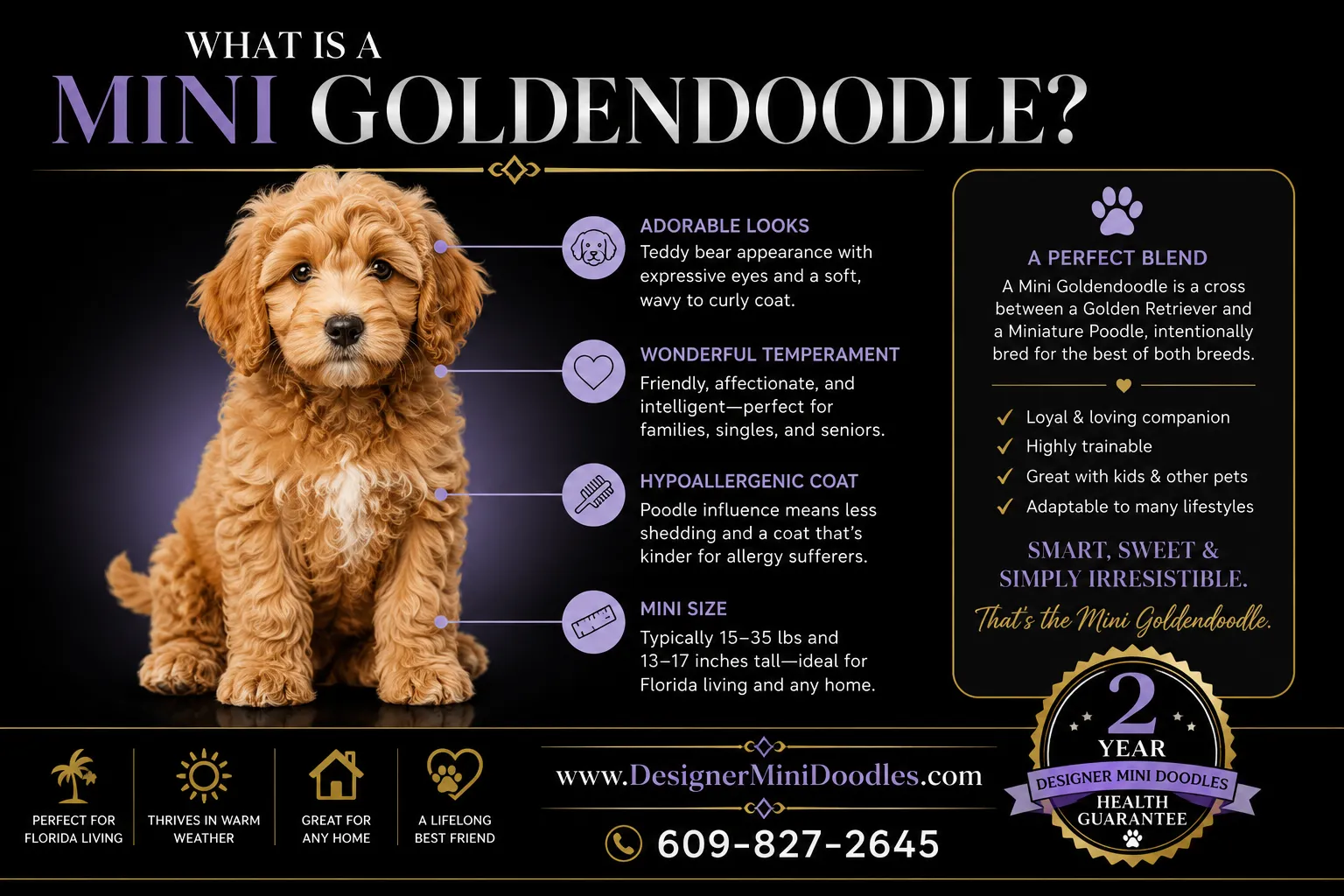 goldendoodle mini Florida