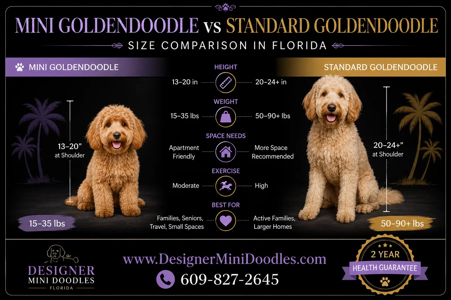 goldendoodle mini Florida