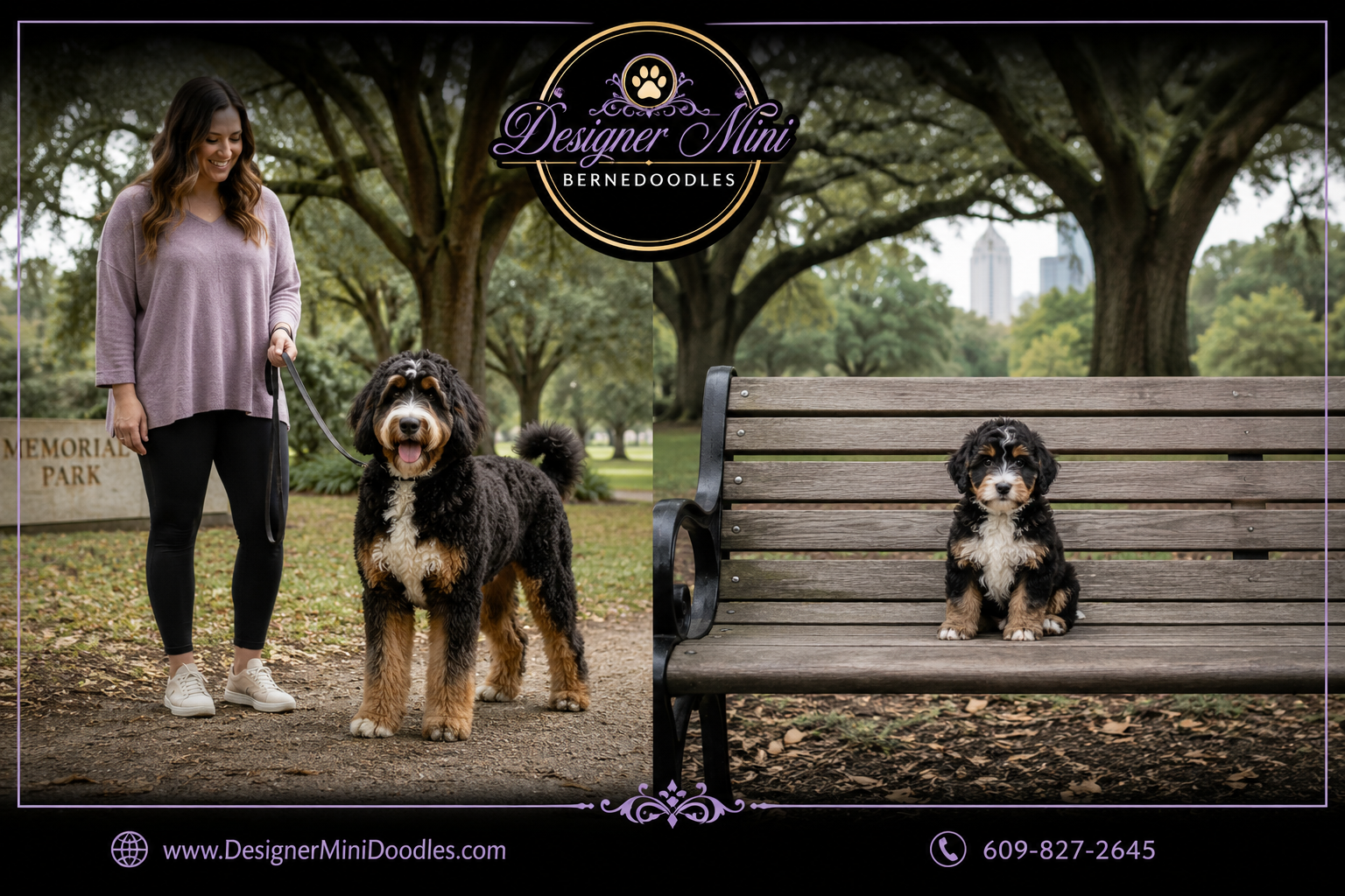 mini bernedoodle puppies Houston