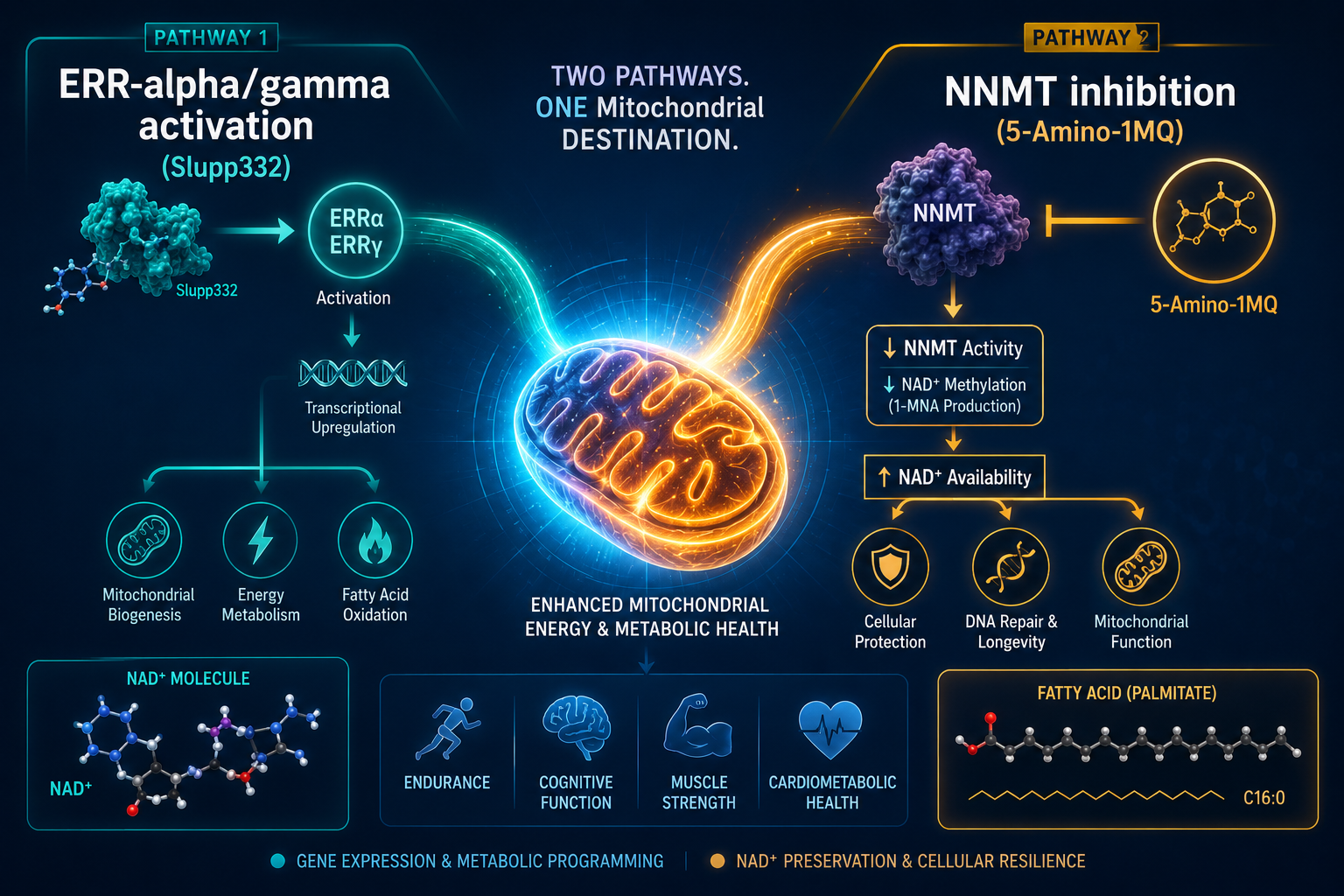 Detailed () scientific diagram showing two distinct molecular pathway arrows — one labeled ERR-alpha/gamma activation