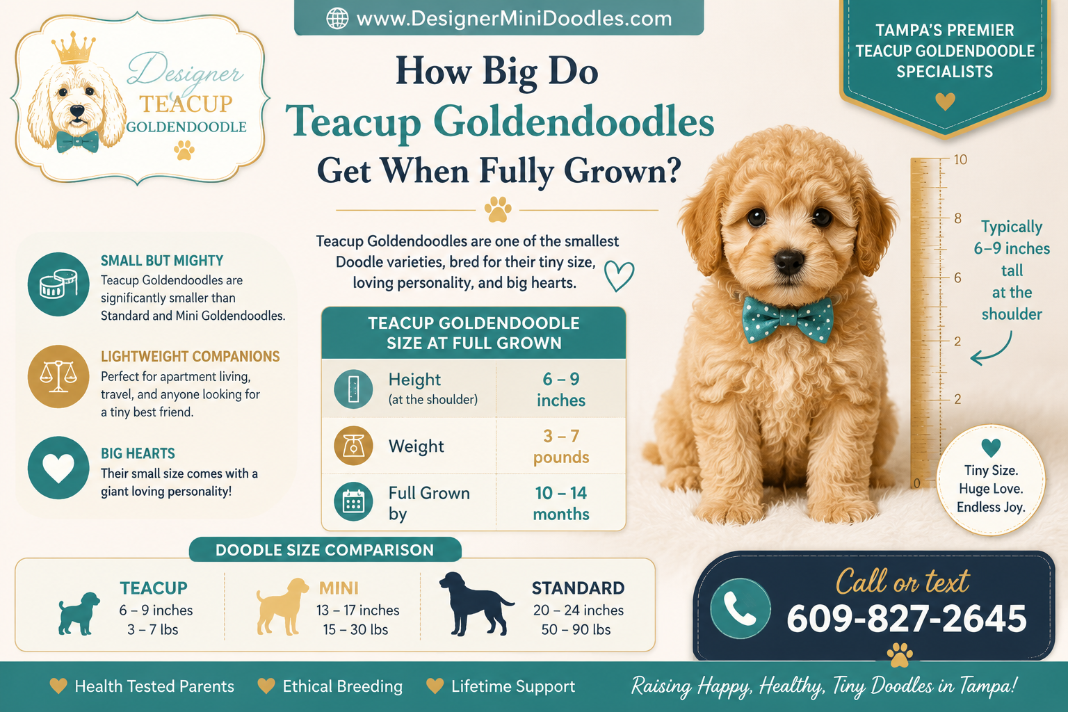 What's the Best Food and Diet for Teacup Goldendoodle Puppies?