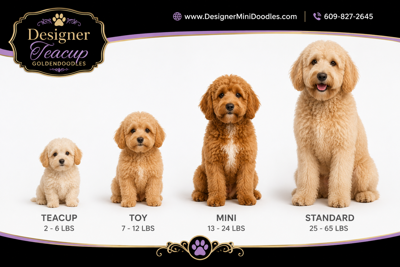 teacup goldendoodle size