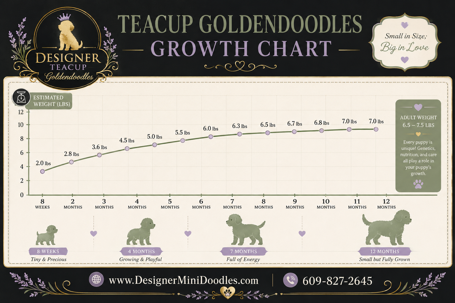 Teacup Goldendoodle Weight and Height at Different Ages