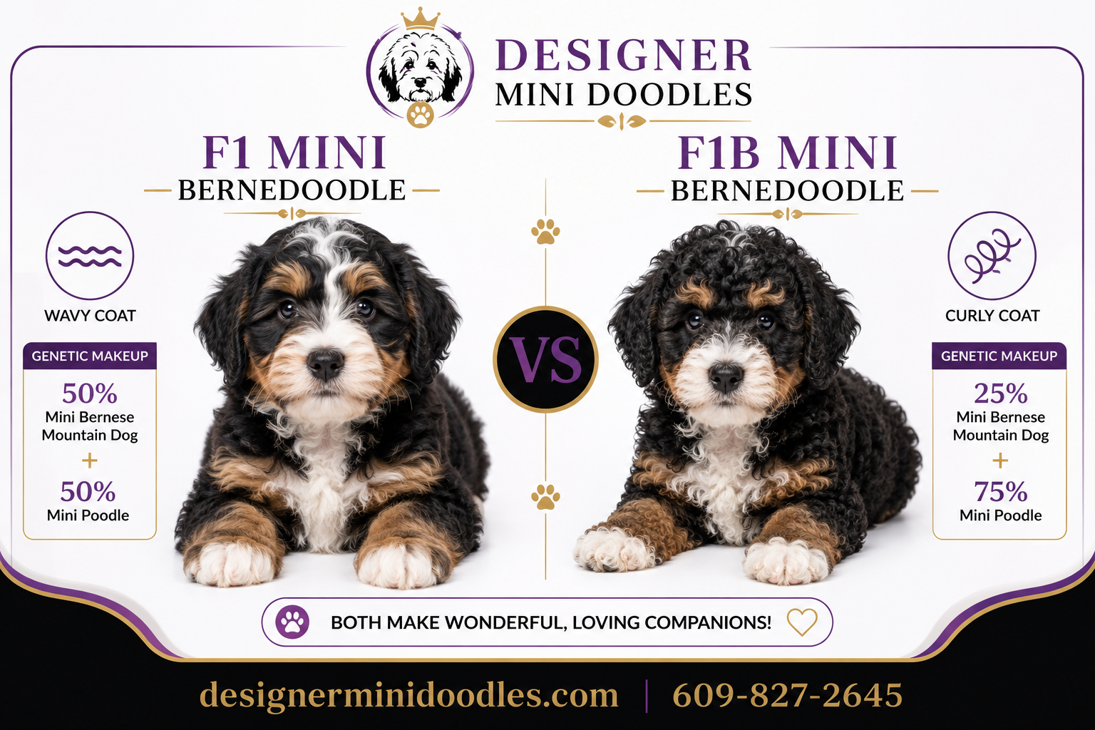 What's the Difference Between F1 and F1B Mini Bernedoodles?