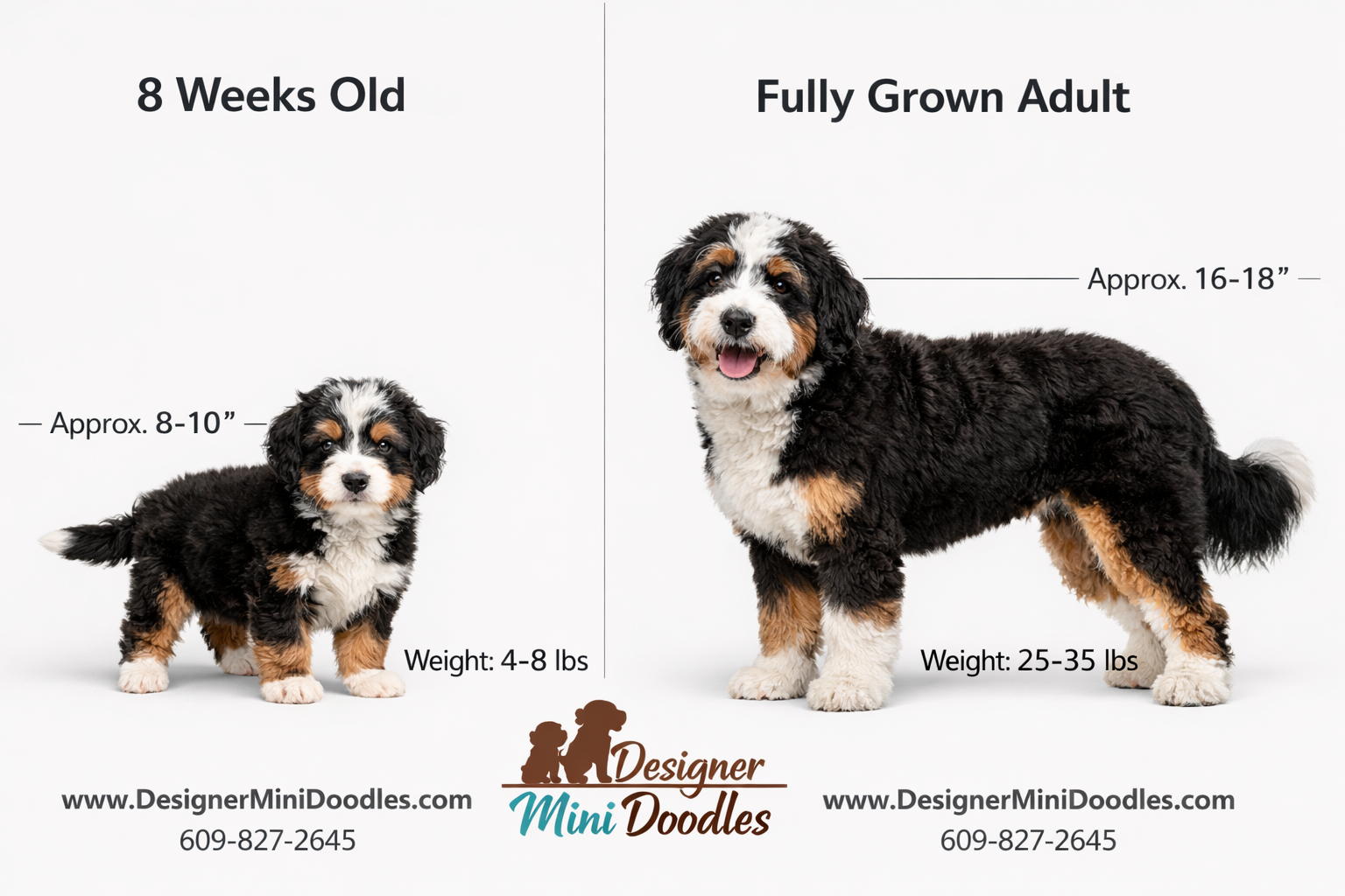 () split-comparison educational image showing a mini bernedoodle puppy at 8 weeks old on the left side and a fully grown