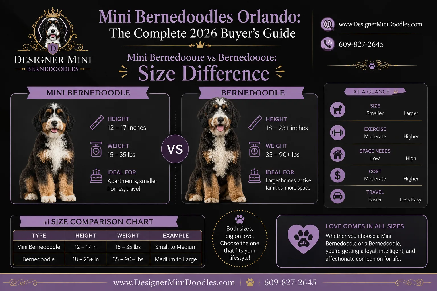 Mini Bernedoodle Orlando Florida