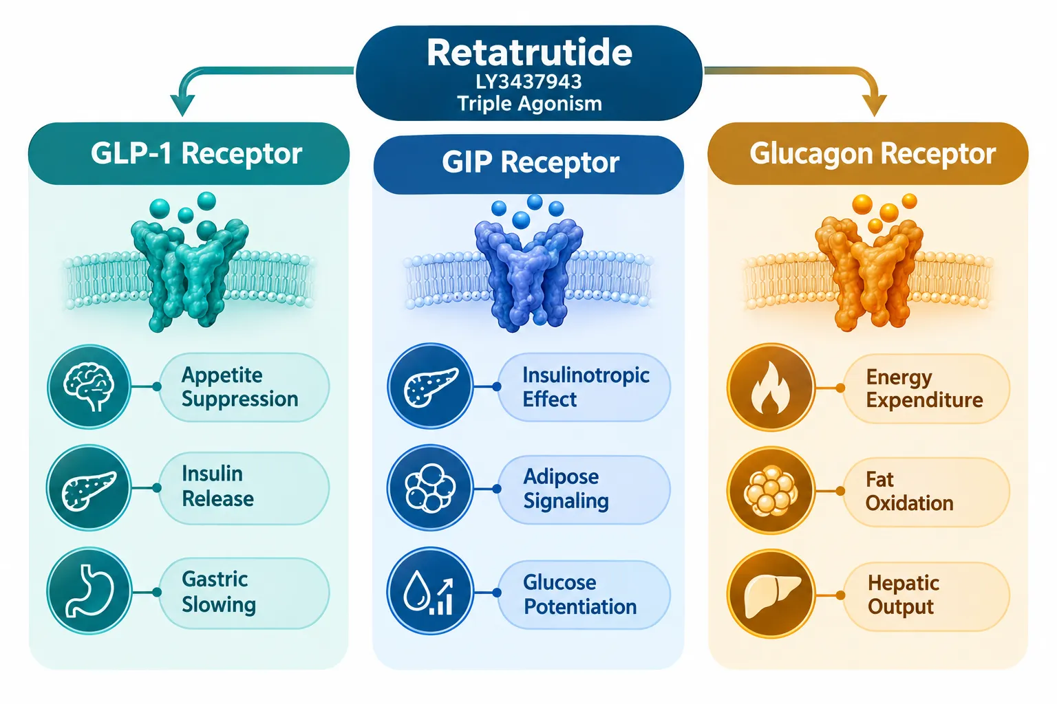 The Three-Receptor Architecture: Why Deconvolution Matters