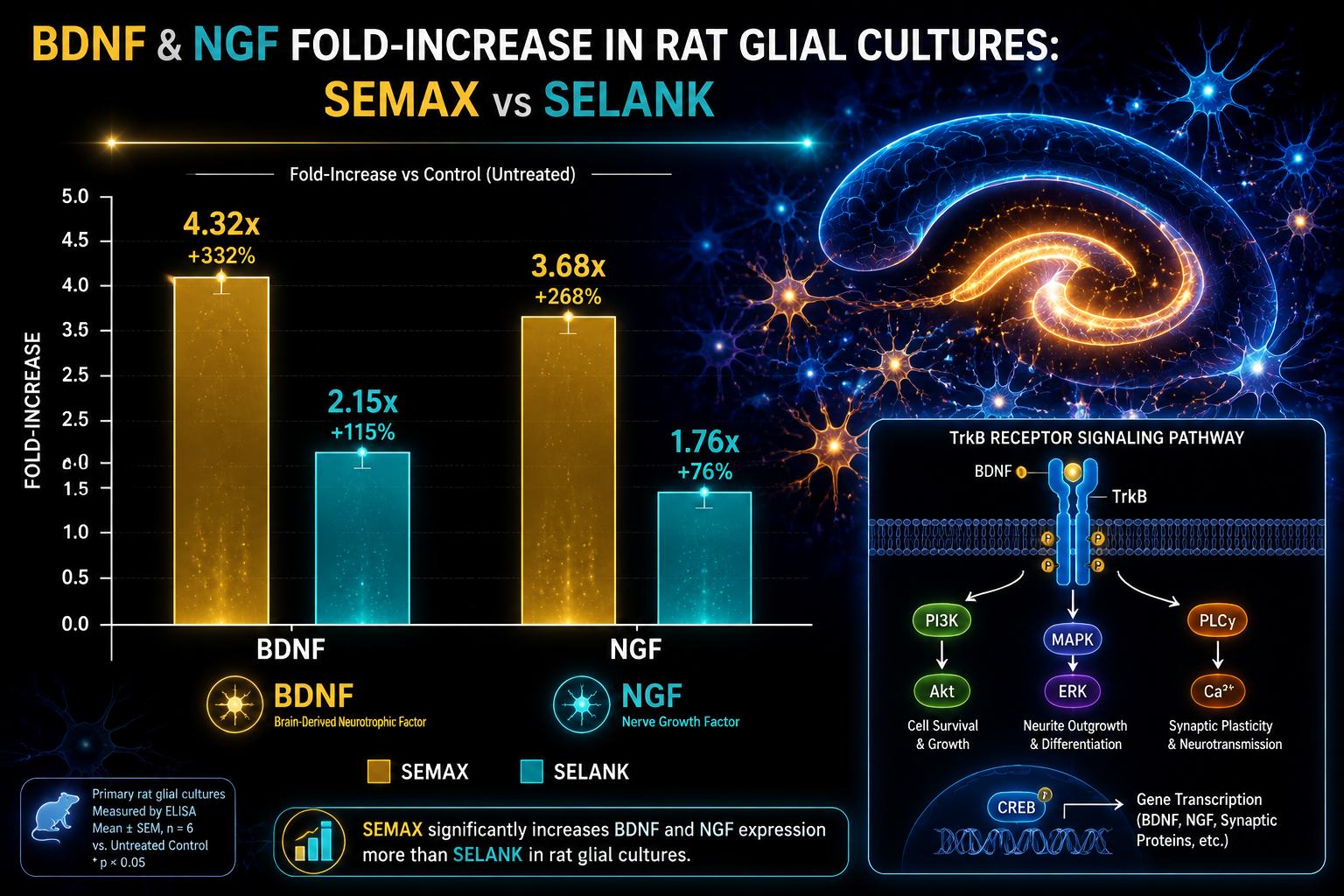 BDNF Upregulation, Synaptic Plasticity, and Neuroprotection
