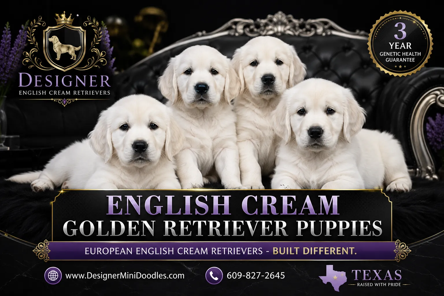 English cream golden retriever puppies Texas