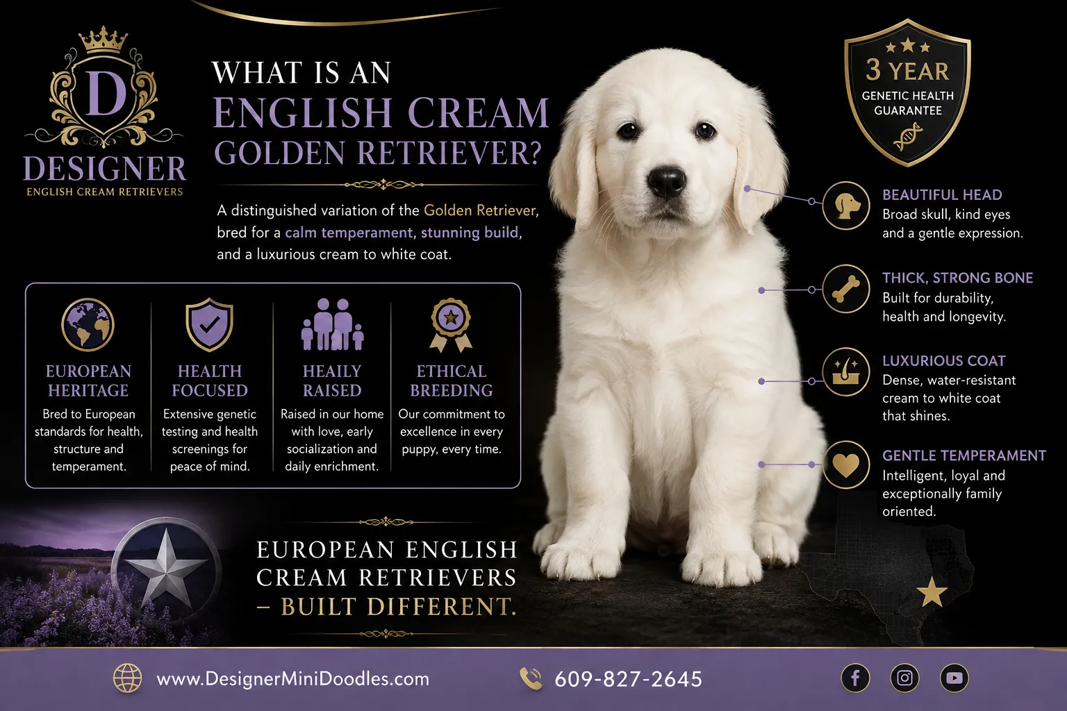 English cream golden retriever puppies Texas