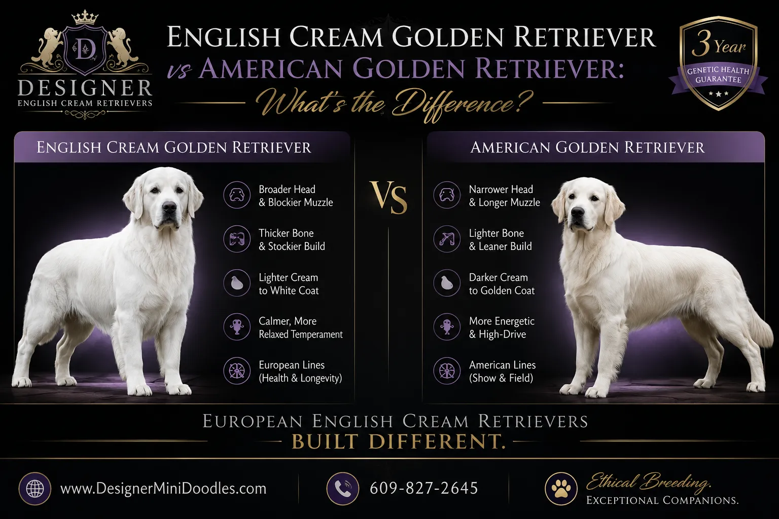 English cream golden retriever puppies for sale Texas
