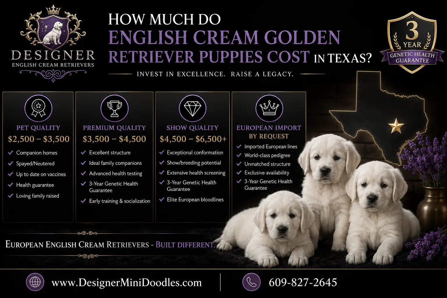 English cream retriever puppies Texas