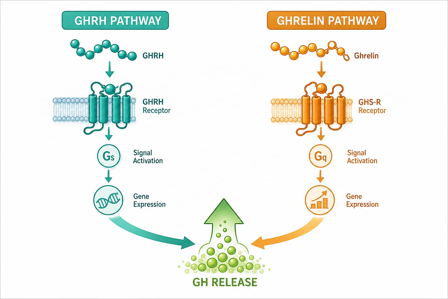 Isometric scientific illustration in bright daylight palette showing two distinct molecular pathway diagrams side by side —