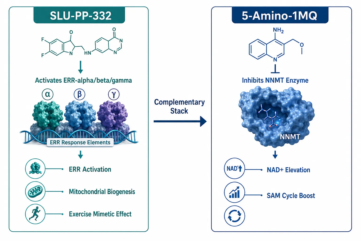 What SLU-PP-332 and 5-Amino-1MQ Each Do Individually