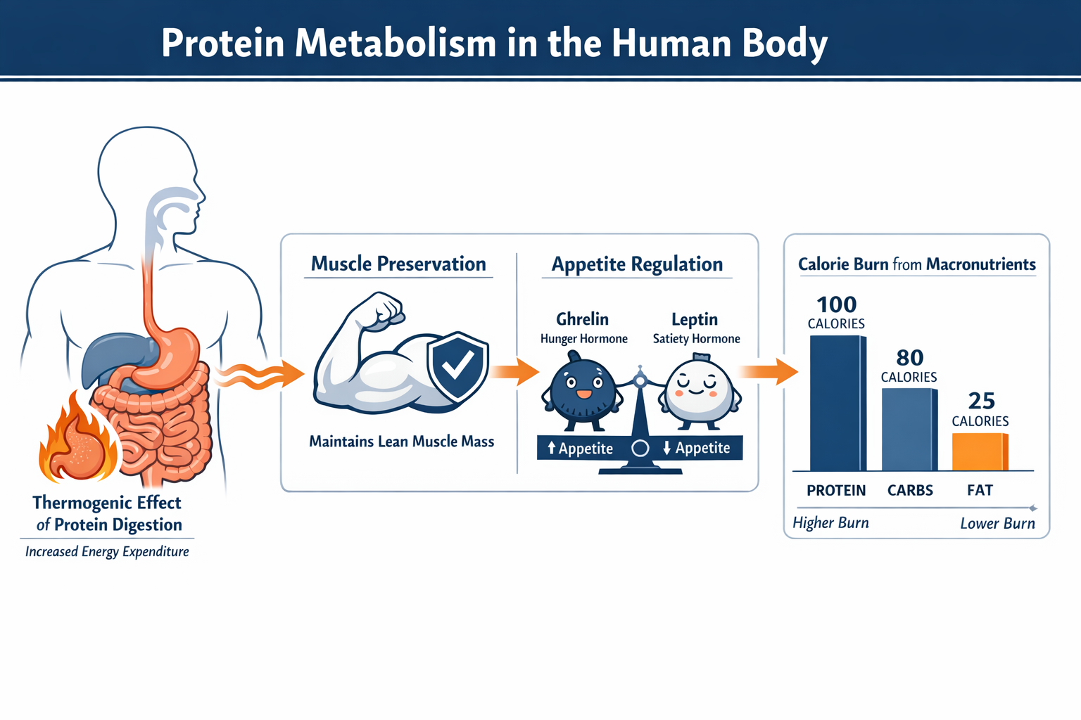 Detailed () scientific infographic illustration showing protein metabolism pathway in the human body: a clean anatomical