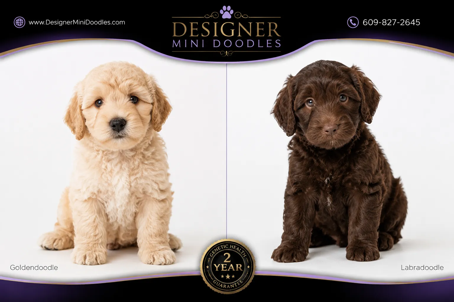 Mini goldendoodle puppies for sale in Utah