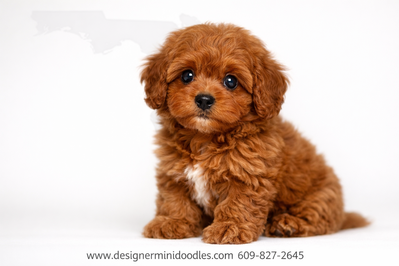 best Cavapoo breeders Florida