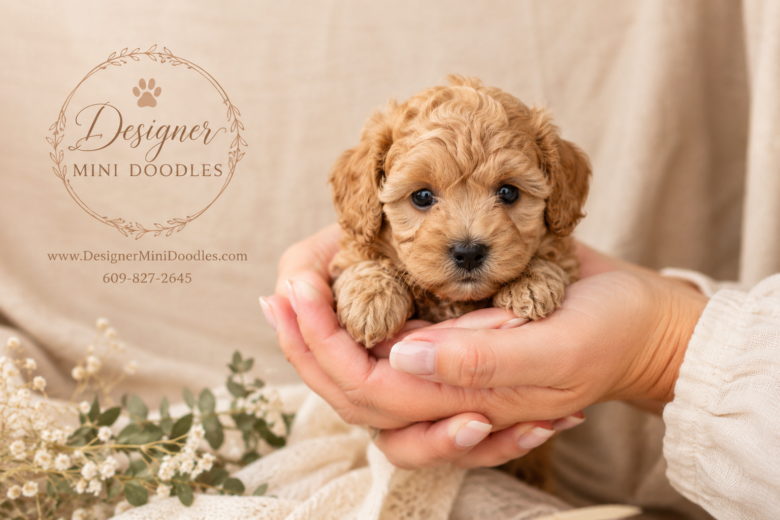 teacup goldendoodle puppy