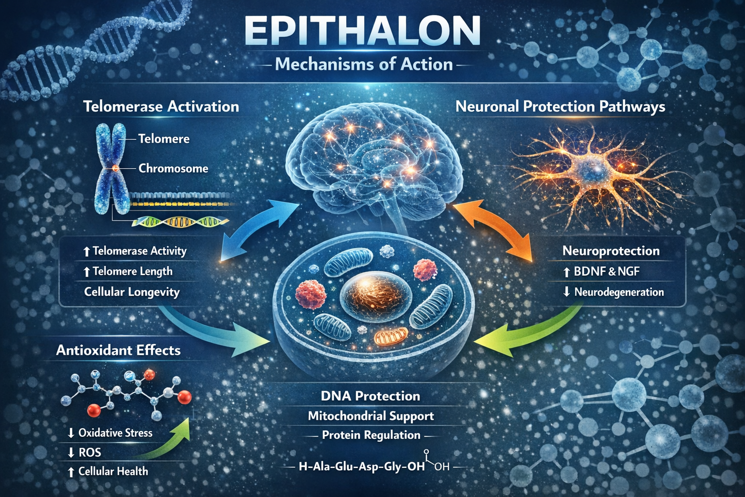 Professional landscape format (1536x1024) infographic displaying epithalon's multiple mechanisms of action including telomerase activation, 