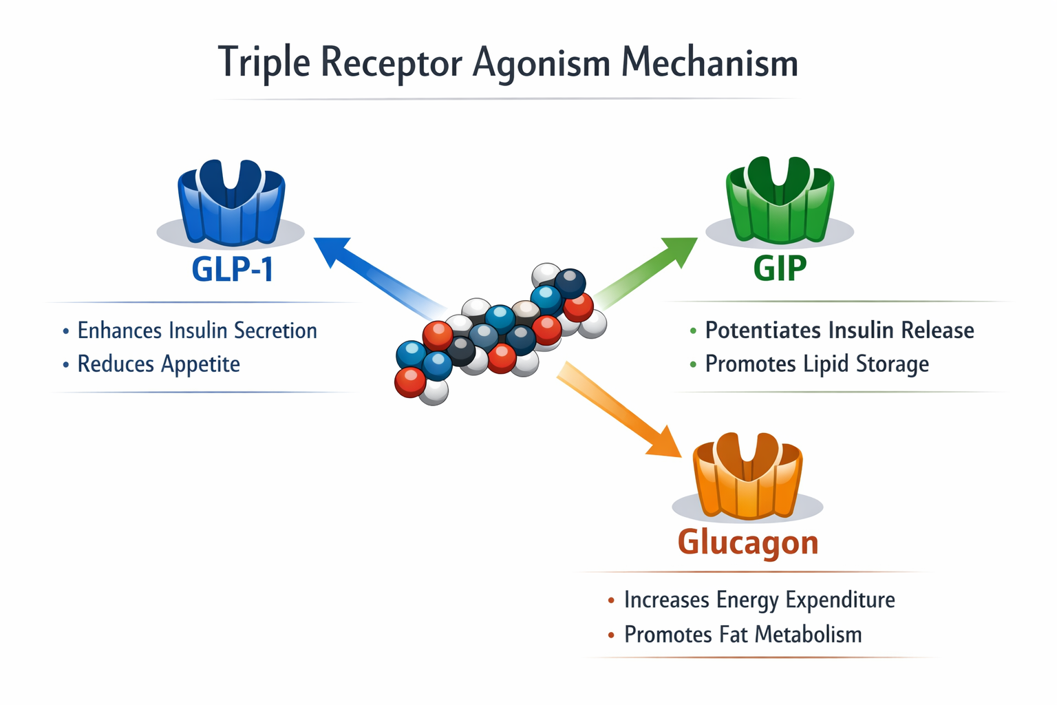 Detailed () image showing a scientific infographic-style illustration of triple receptor agonism mechanism. Three distinct