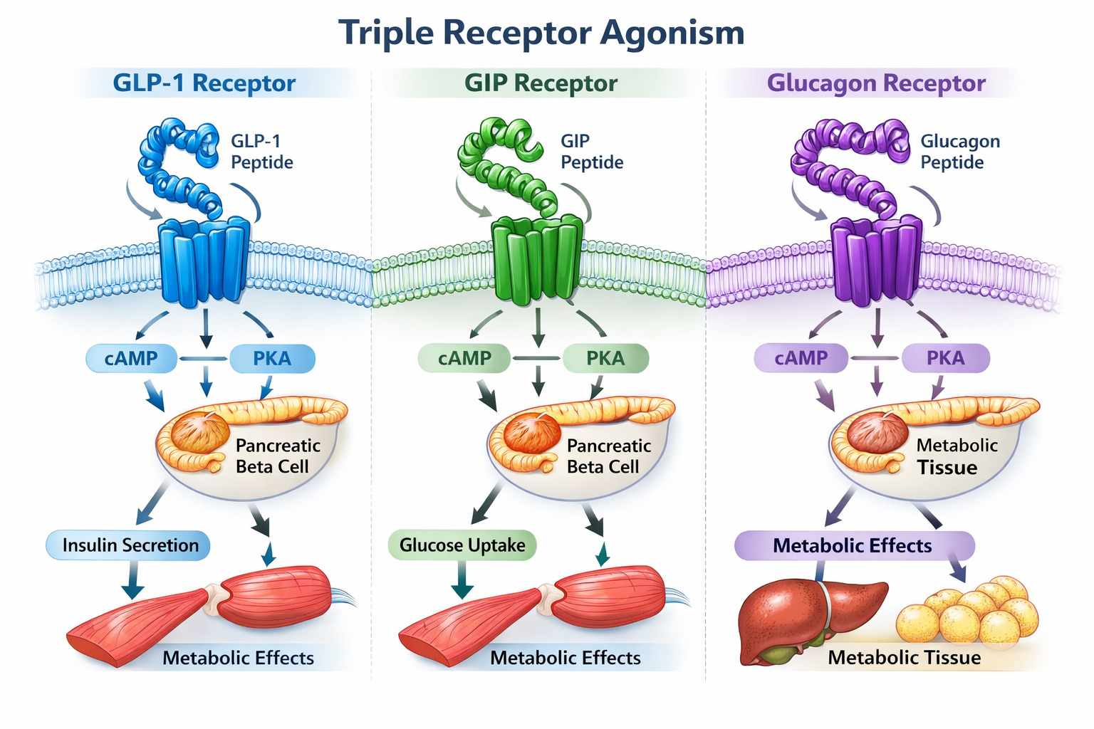 Landscape format (1536x1024) detailed scientific illustration showing three distinct hormone receptor pathways side by side: GLP-1 receptor 