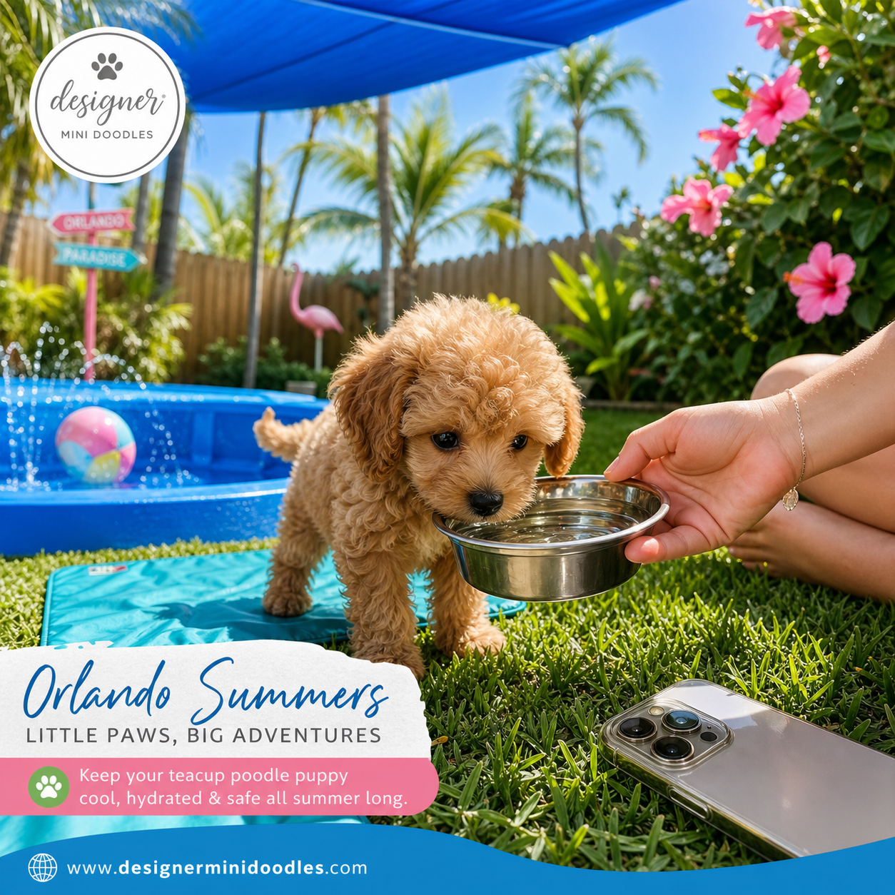teacup poodle puppies in Orlando