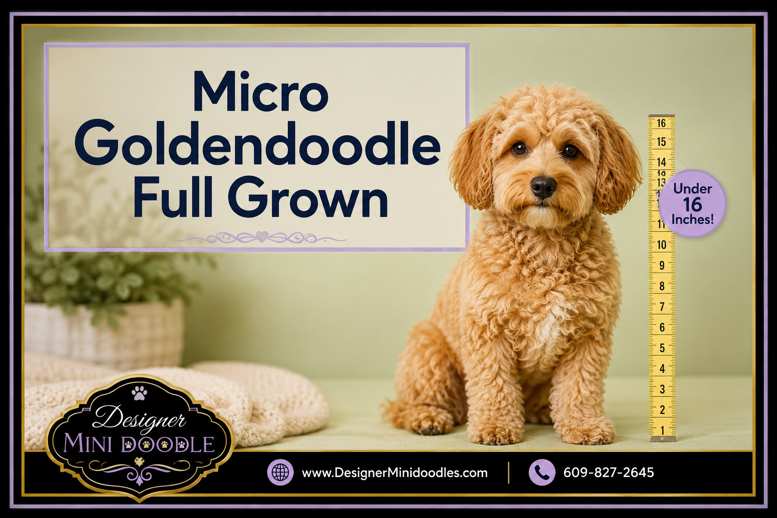 Professional () editorial hero image with 'Micro Goldendoodle Full Grown' in modern navy on a soft cream semi-transparent