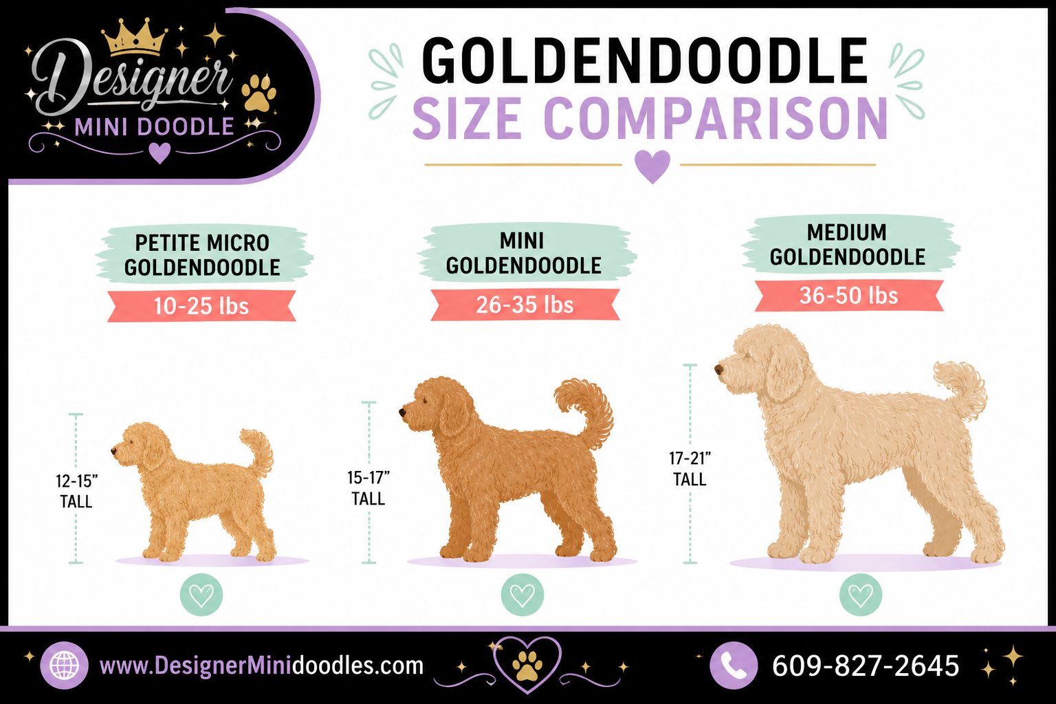 How big do micro goldendoodles get when fully grown?