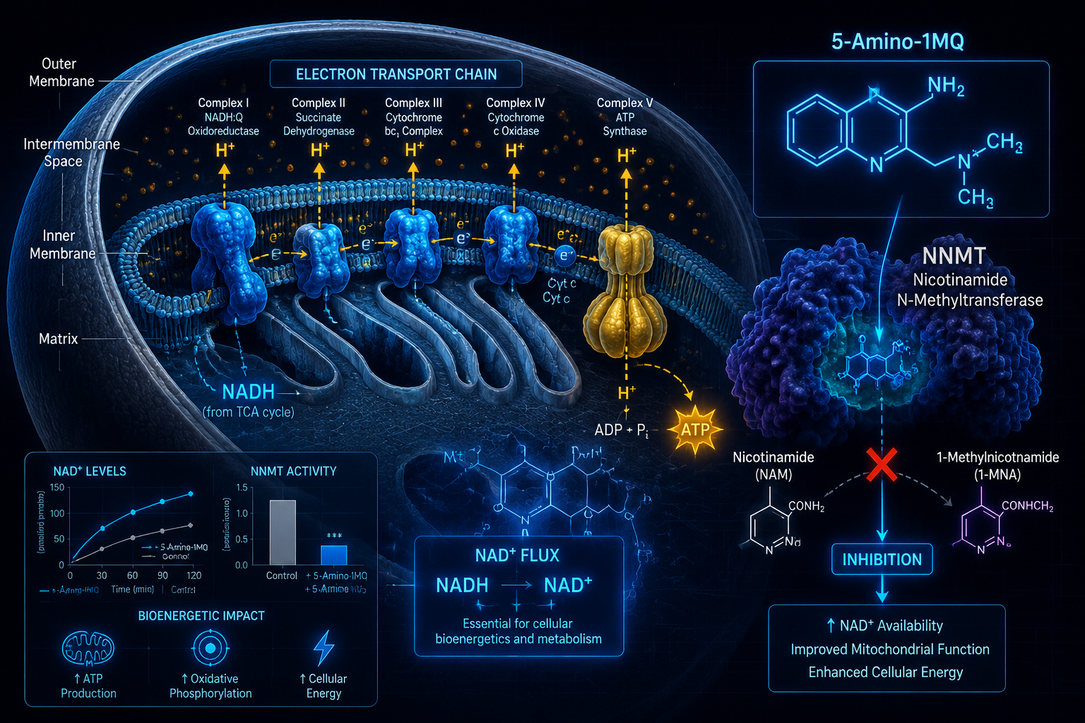 How 5-Amino-1MQ Targets NNMT and Influences Mitochondrial Activity