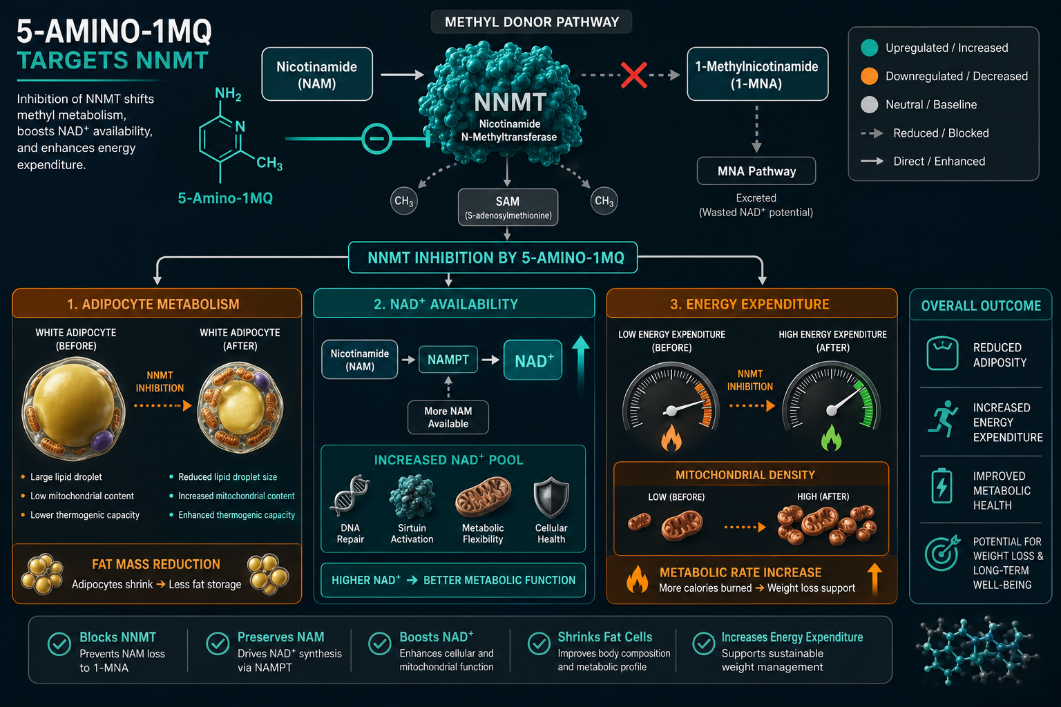 Metabolic Pathway Implications: Fat Metabolism and Energy Expenditure