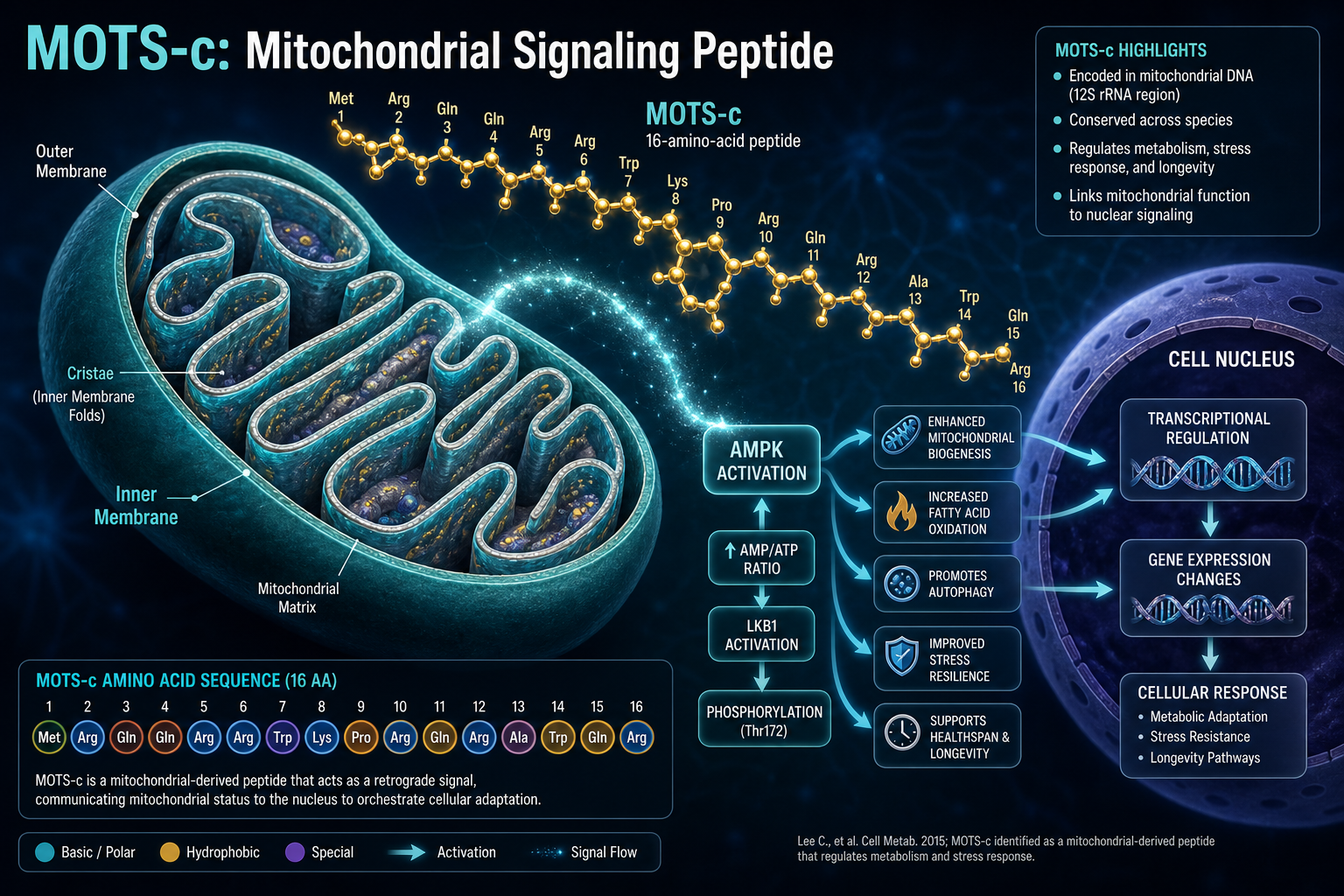 Detailed () scientific illustration showing a cross-section of a mitochondrion with labeled cristae and inner membrane, with