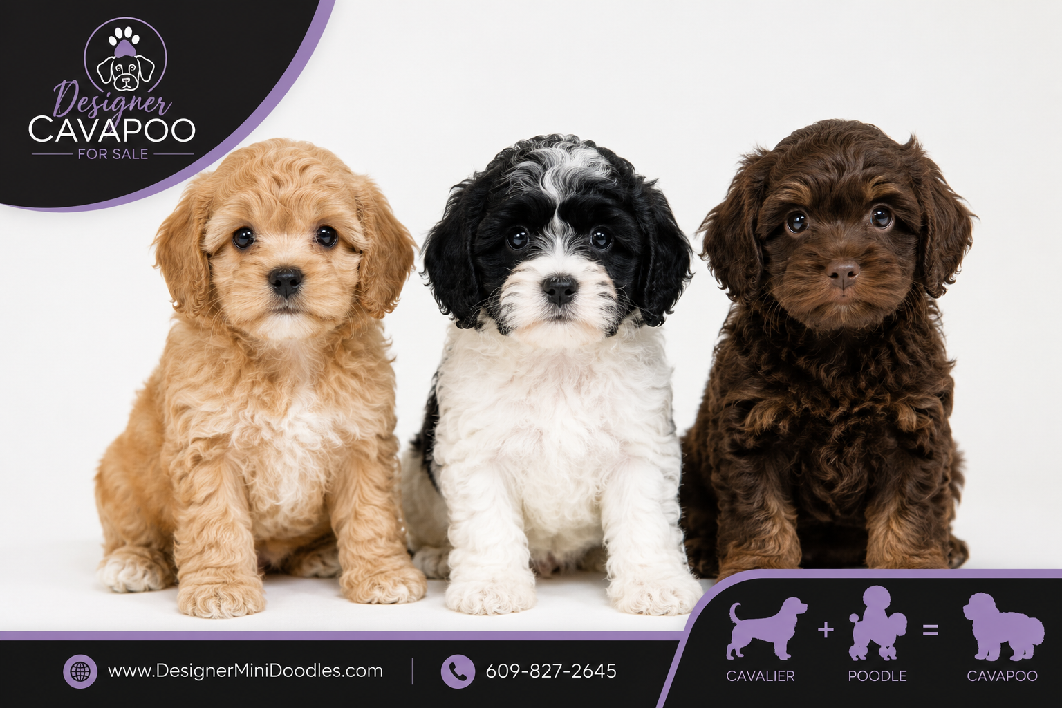 cavapoo for sale Miami