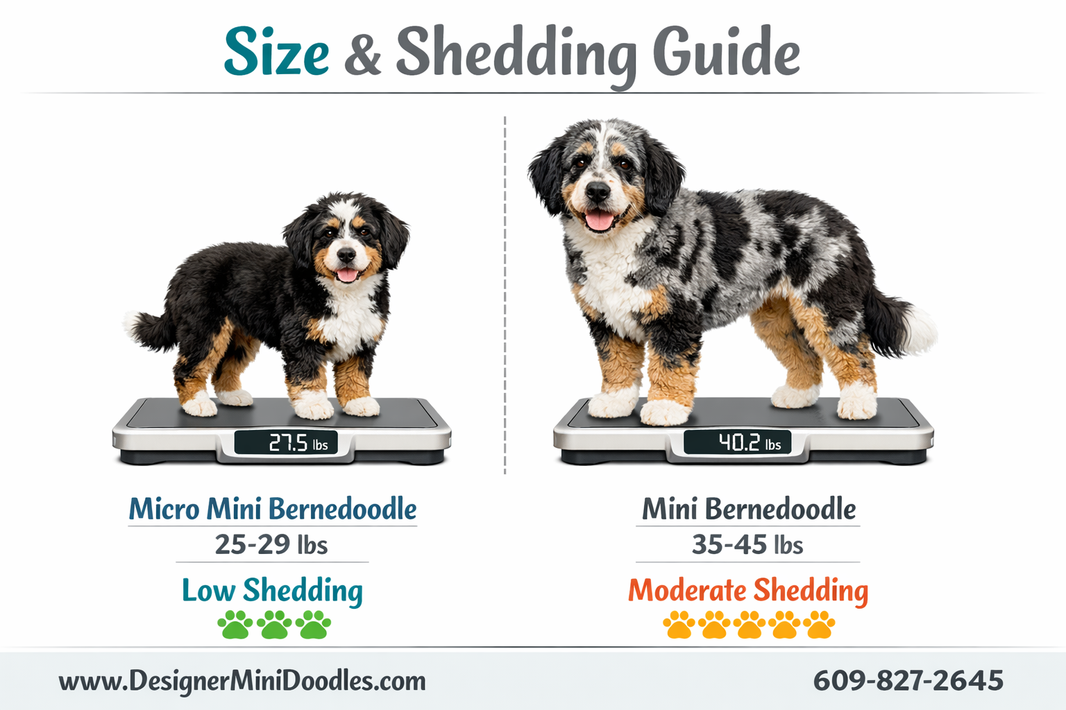 Detailed () image showing a side-by-side size comparison chart of miniature bernedoodle puppies: a micro mini bernedoodle