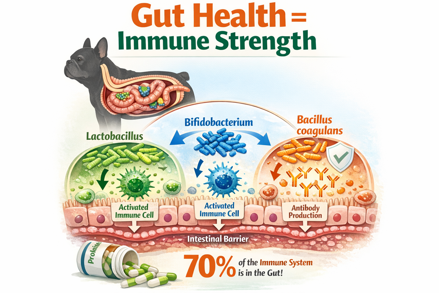 Portrait format (1024x1536) infographic showing gut-immune connection in dogs, cross-section illustration of canine digestive system with be