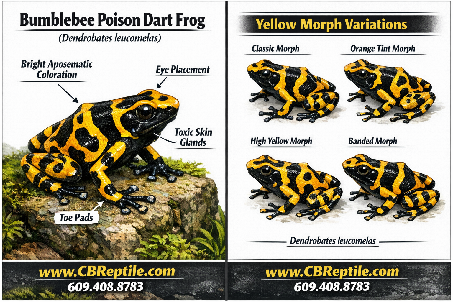 Detailed () educational infographic-style image showing a yellow and black bumblebee poison dart frog (Dendrobates
