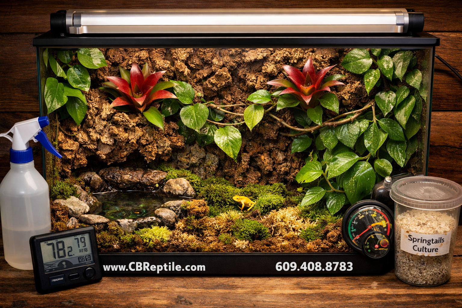 () overhead flat-lay composition of a naturalistic poison dart frog vivarium setup: bioactive terrarium with cork bark
